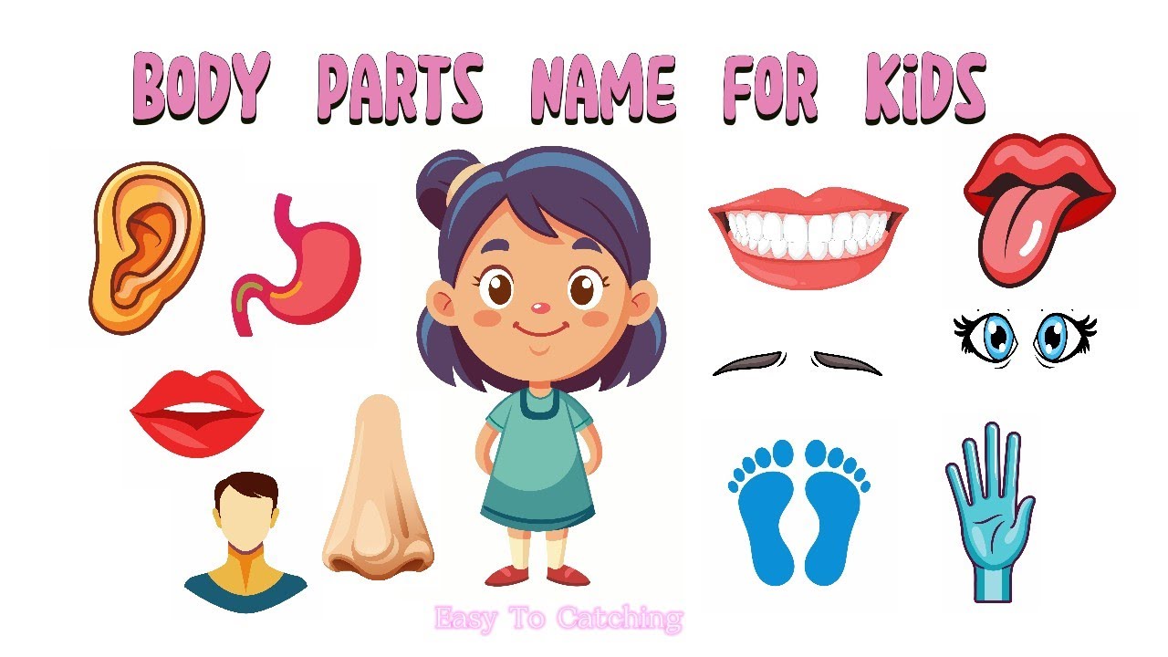 Body parts name for kids || No music video for kids education || English body parts name