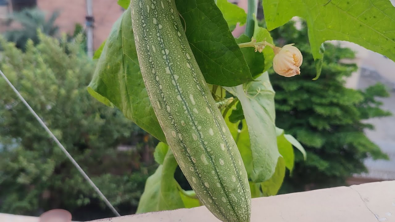 Harvesting Tori - Gourd !