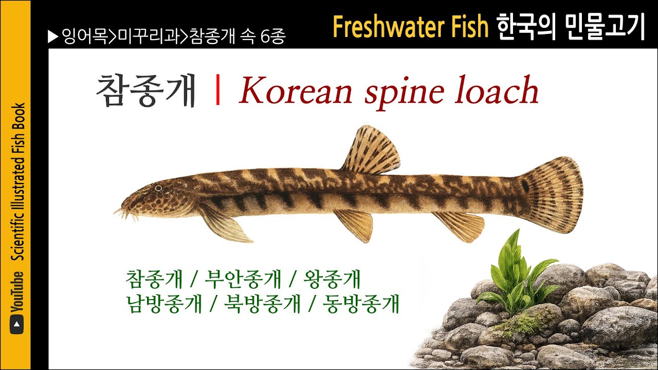 미꾸리과 제3편 | 참종개속 6종 | 민물고기도감