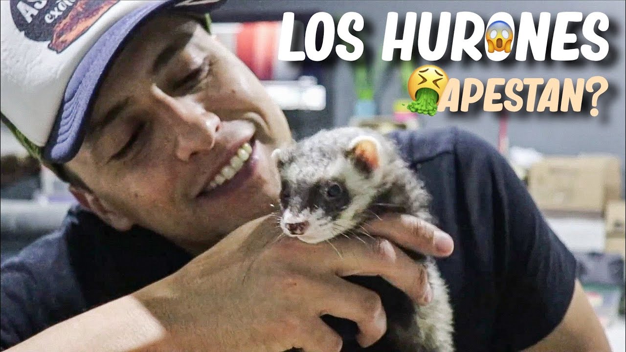 Quieres Un Huron? Es Importante Que Sepas Esto