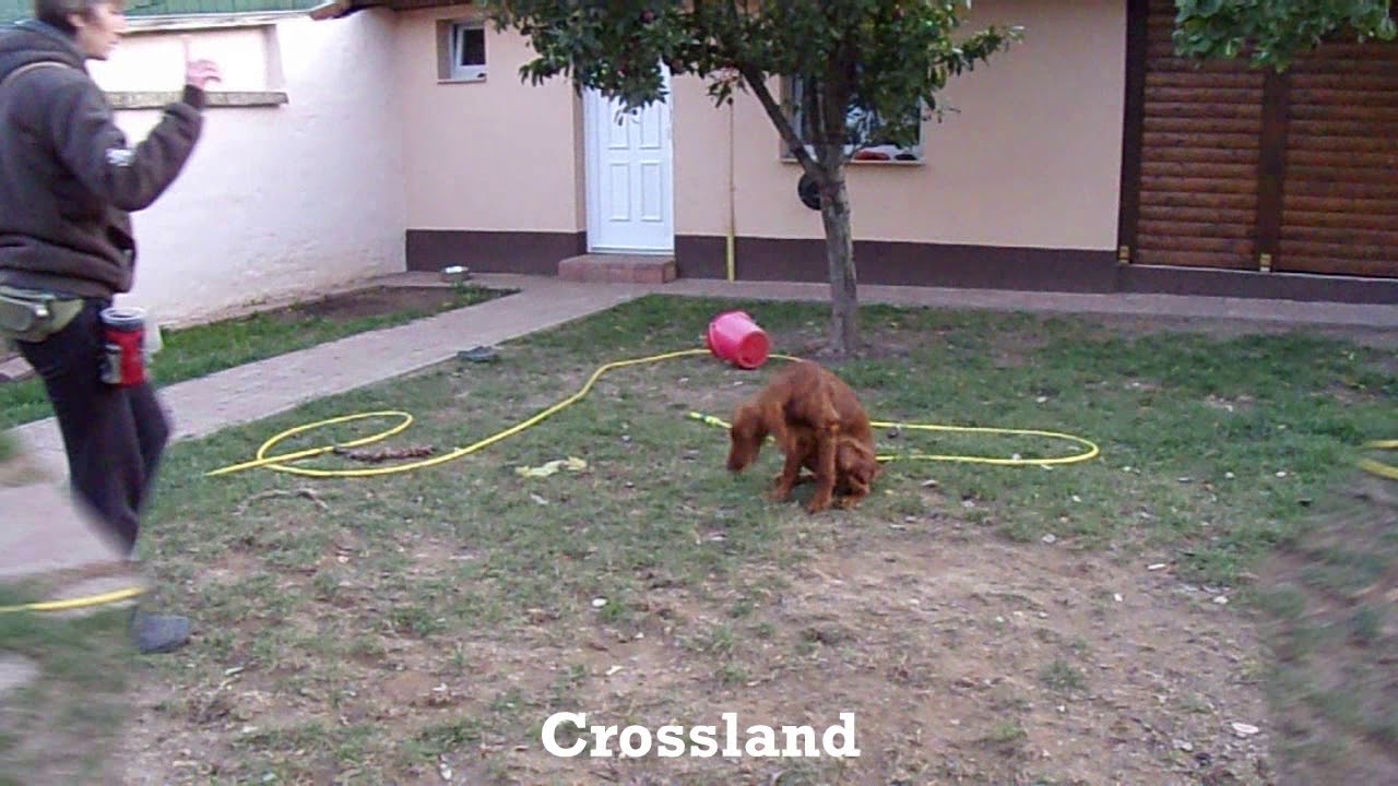 Nari - 4,5 hónapos ír szetter kölyök alapképzés/4,5 months old irish setter puppy basic training