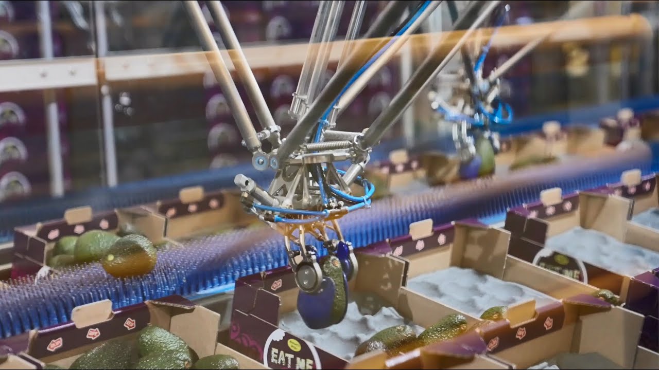 Nature's Pride | Avocado packing robot Speedpacker