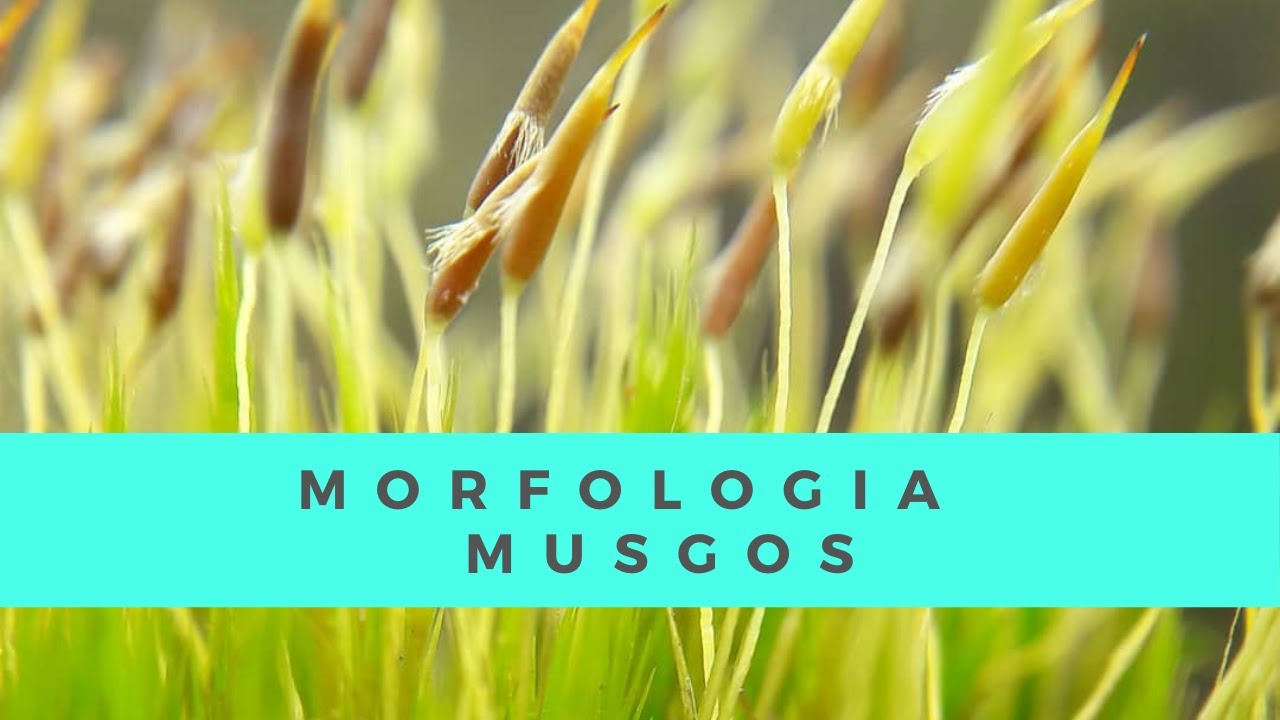 Morfologia de briófitas II musgos