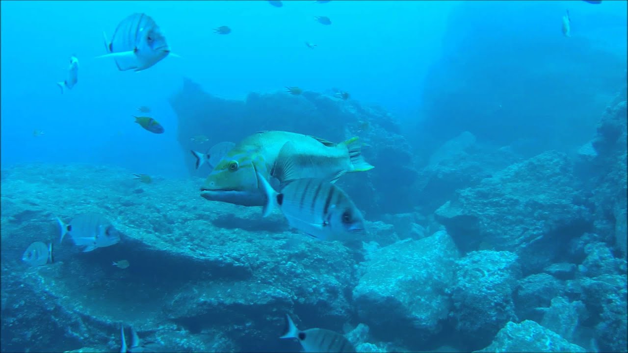 Garajau dive and Dolphin trip with Madeira Divepoint and Scuba Madeira