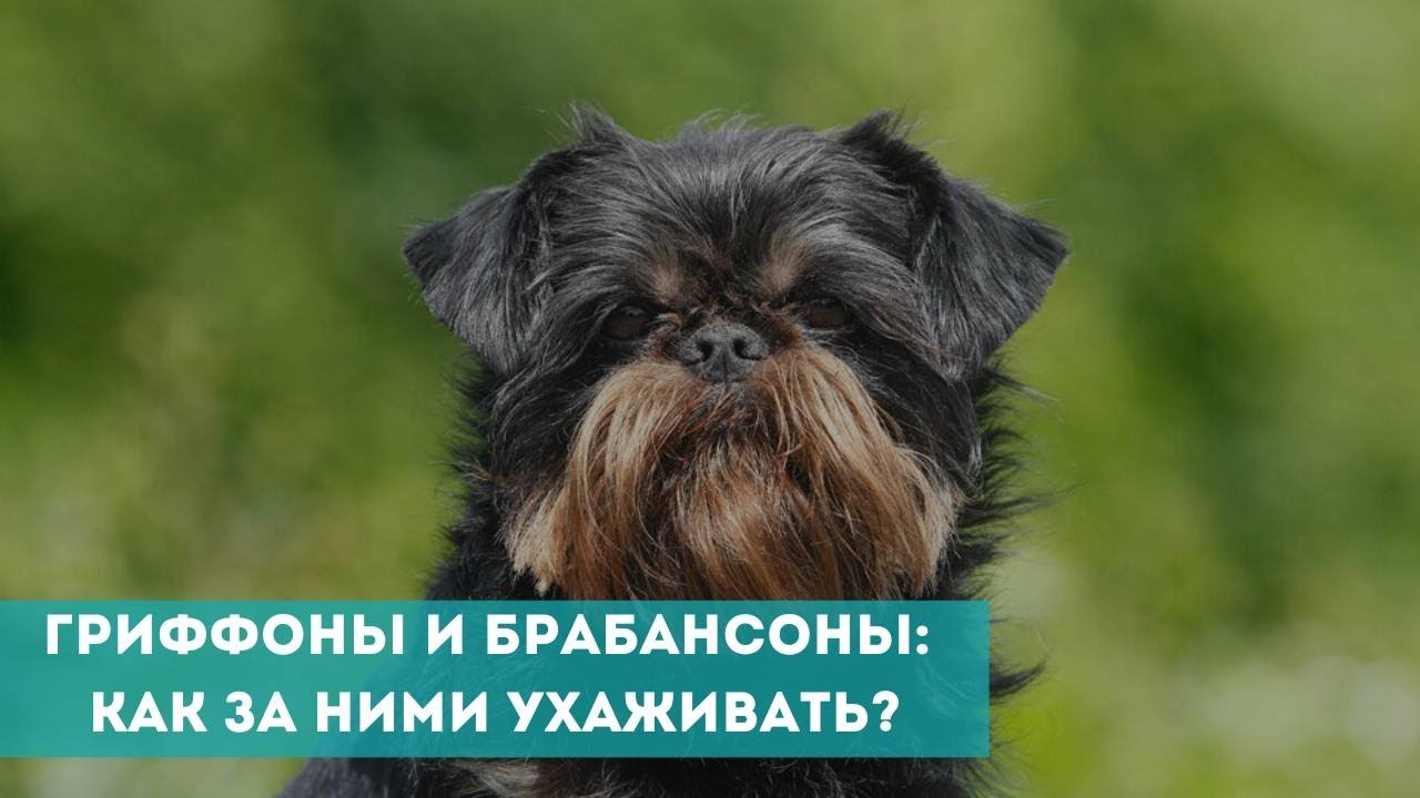 Гриффоны и брабансоны: как за ними ухаживать?