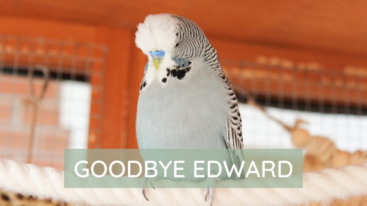 Goodbye Edward, My Angel