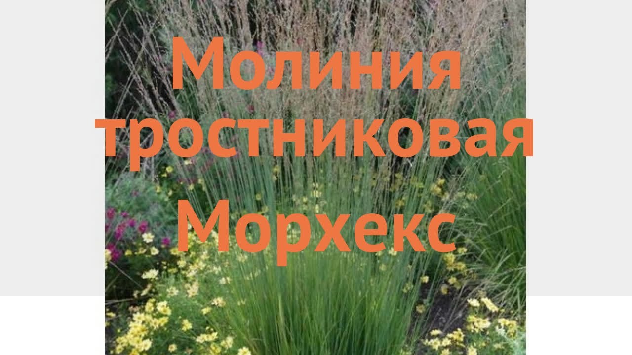 Молиния тростниковый Морхекс (moorhexe) 🌿 обзор: как сажать, саженцы молинии Морхекс