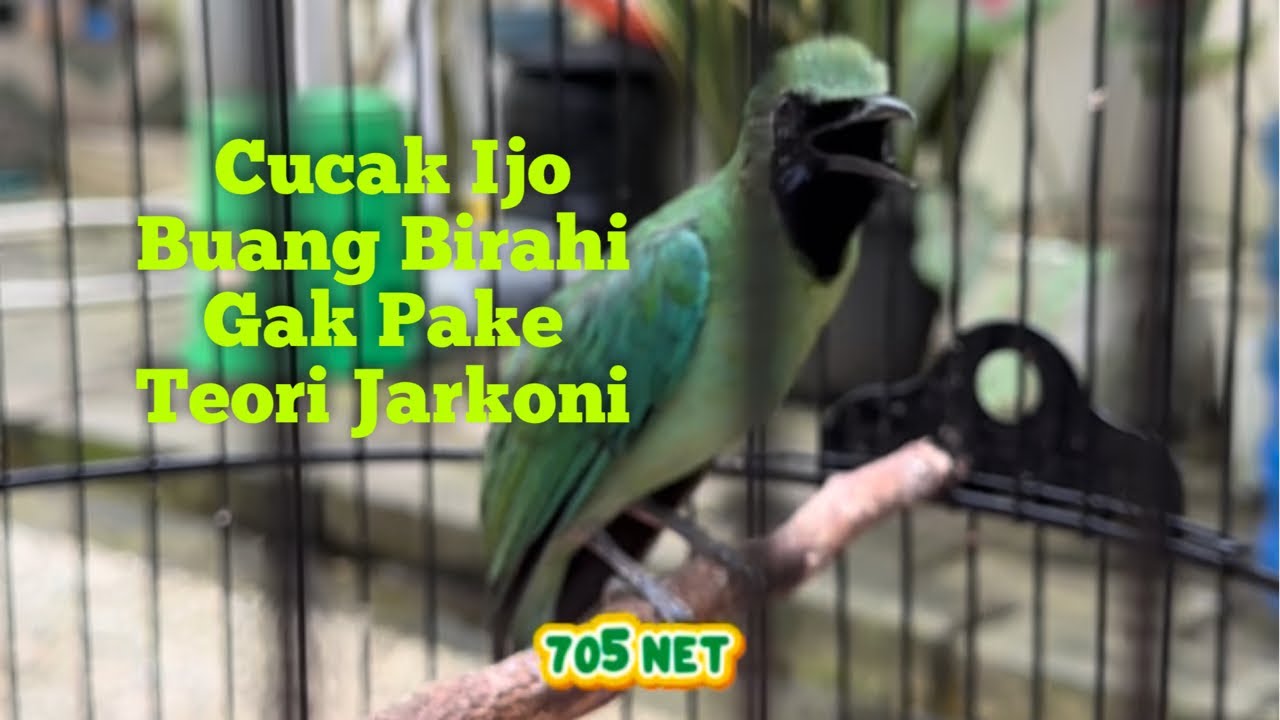 Iseng Trek Buang Birahi Cucak Ijo Lagi Nyulam Bulu