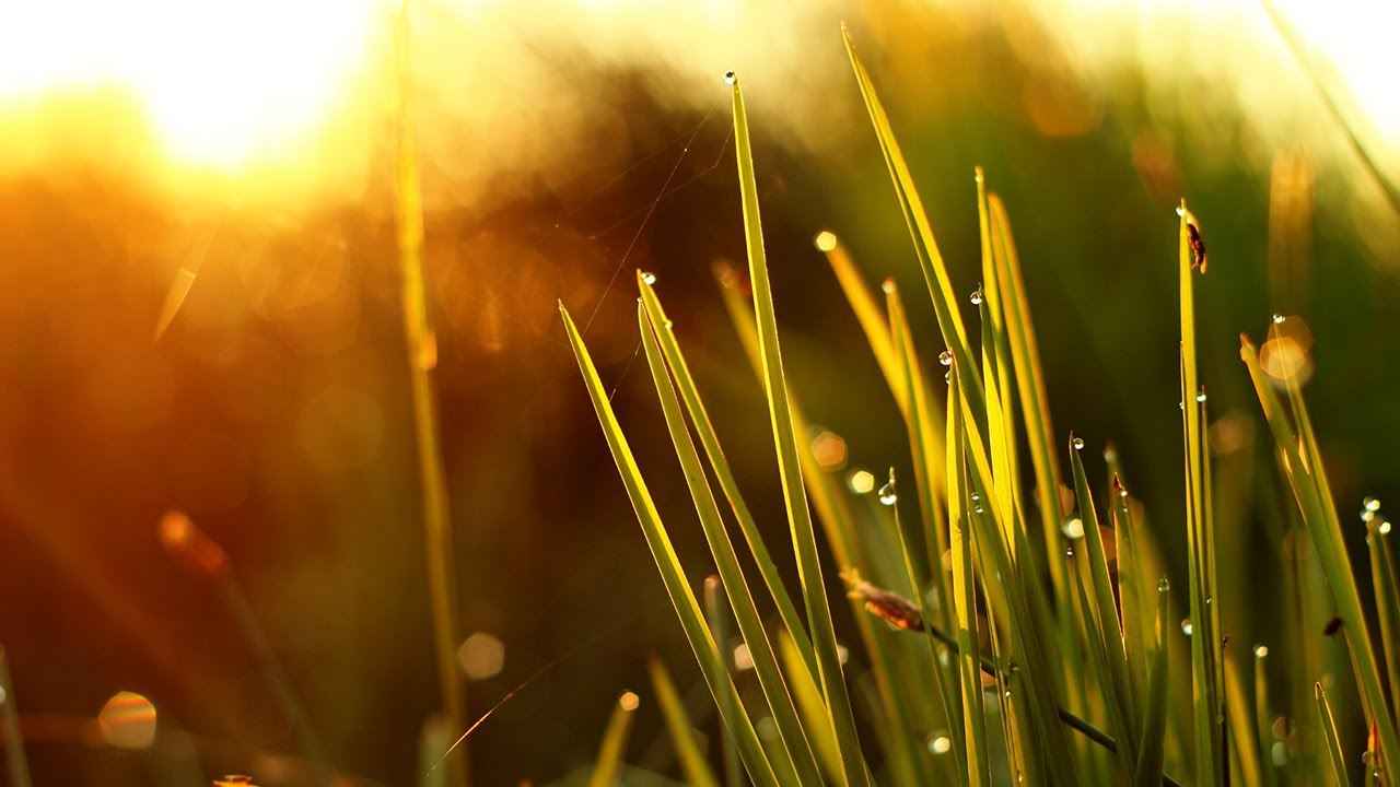Sonnenuntergang und bunte Zebras - Bild-kritik