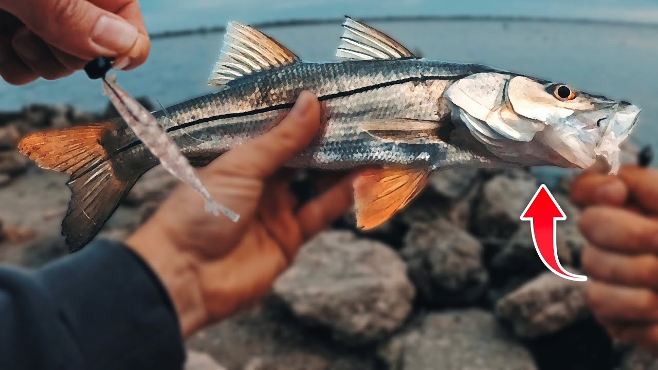 I FINALLY Caught It! Florida Snook Fishing Thumper Shrimp