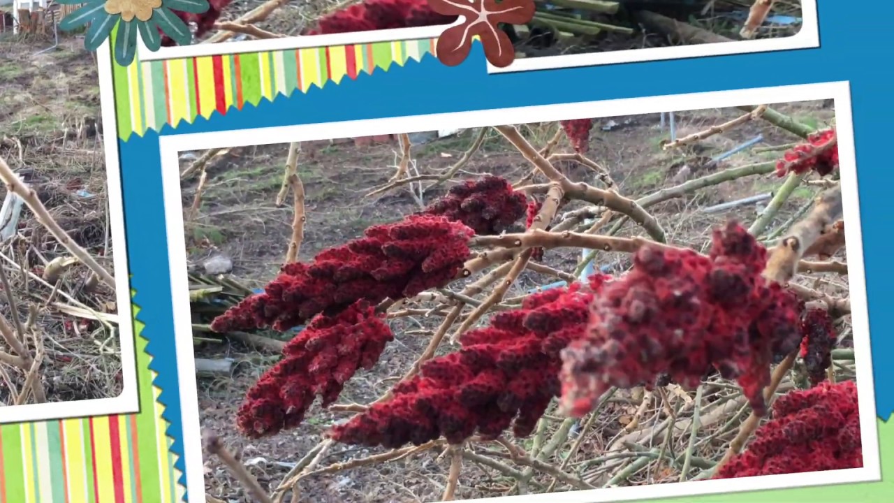 Chaotisch! FR&Uuml;HJAHRSPUTZ IM SCHREBERGARTEN