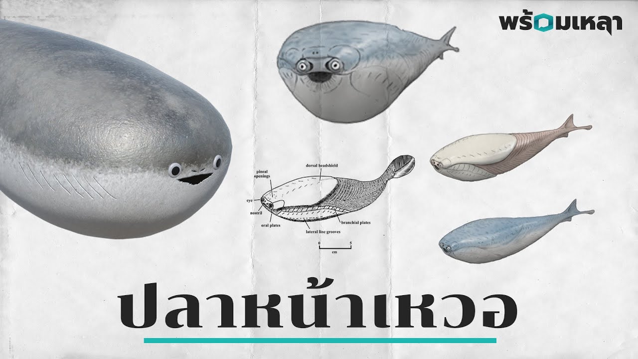 Sacabambaspis และ Ostracoderm ปลาหน้ามีมที่ยังไม่ชอบงับคุณ
