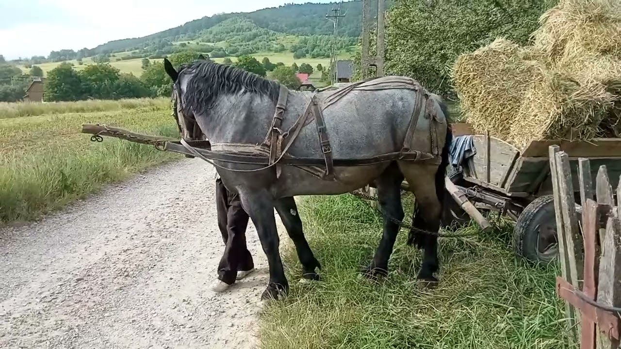 Faiton în Podirei