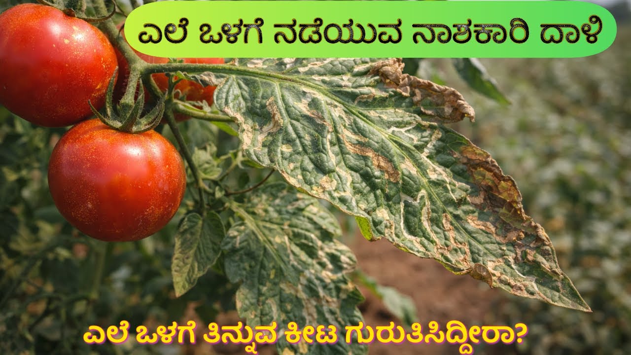 ಈ ಕೀಟ ಟೊಮೋಟೊ ಬೆಳೆ ಹಾಳು ಮಾಡುತ್ತದೆ | Tomato leaf miner |