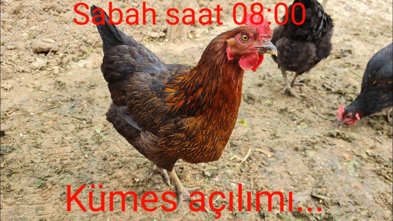 PAZAR GÜNÜ TAVUK KÜMESİ AÇILIMI. ATAK - S  TAVUK YETİŞTİRİCİLİĞİ. GURK TAVUK KULUÇKA TEMİZLİĞİ.