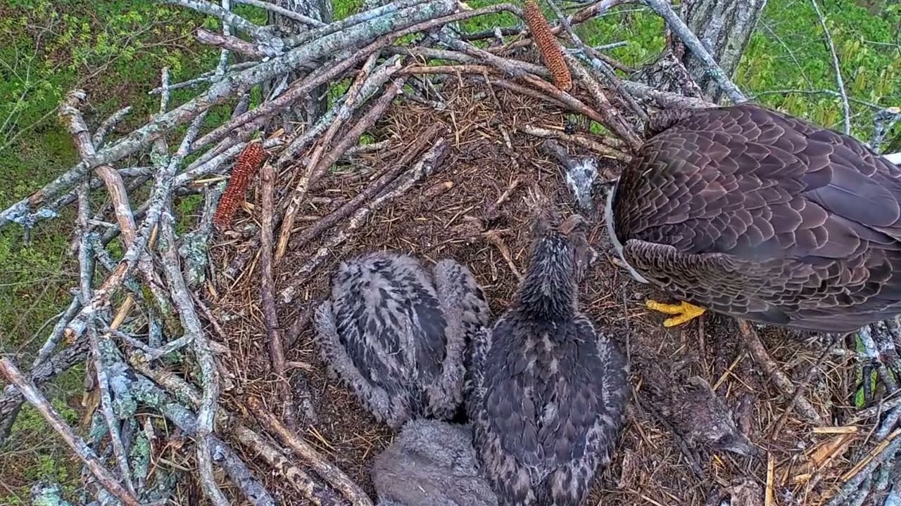 EP#405 #baldeagle Review birds in nest with nature #birdslovers #birdsounds #birdsnest #wildbirds