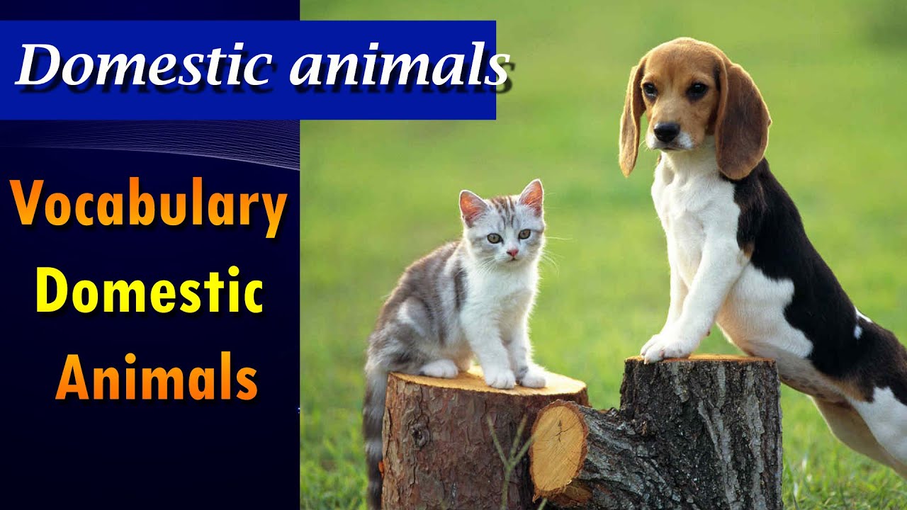 Lesson 22 Romanian for beginners , Vocabulary Domestic Animals