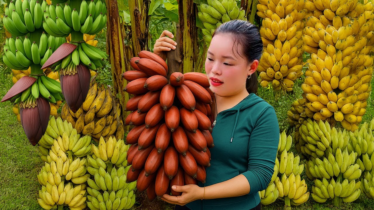 How to Harvest  Red Banana Goes to the market to Sell - Live with Nature | Trieu Mai Huong