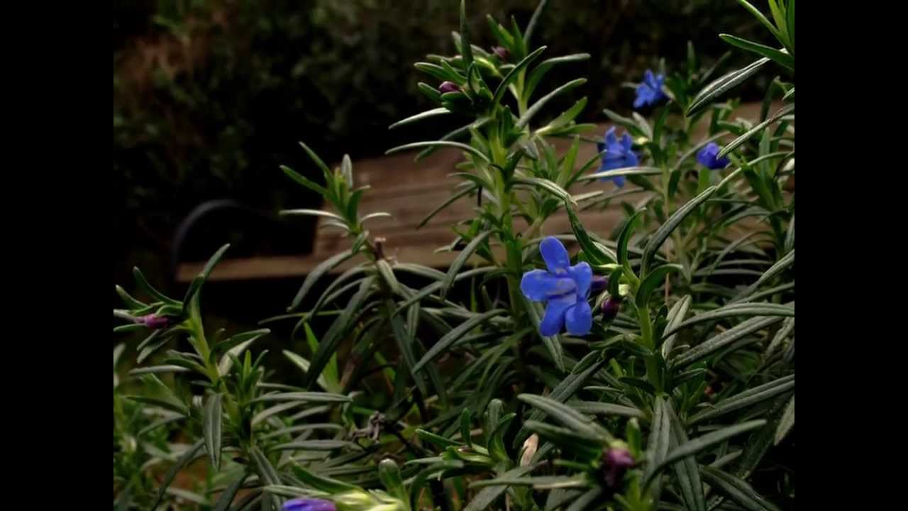 ANACAPRI
