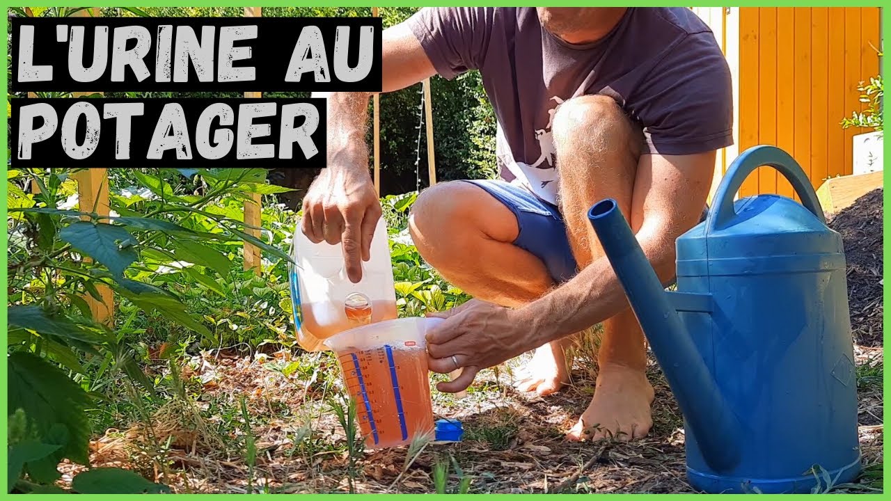 L' URINE au potager ► Source d'ABONDANCE