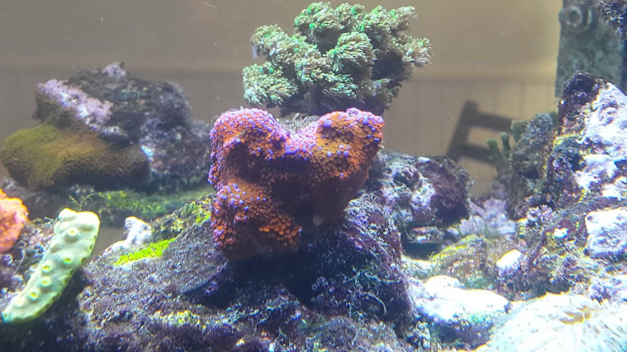 SUBAT RESİF TANK HAKAN ASLANKARA