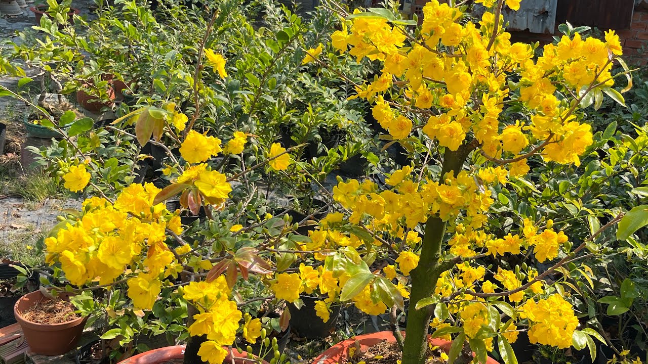 Giống mai SBSG v&agrave; SBBL giống n&agrave;o dể l&agrave;m hơn 