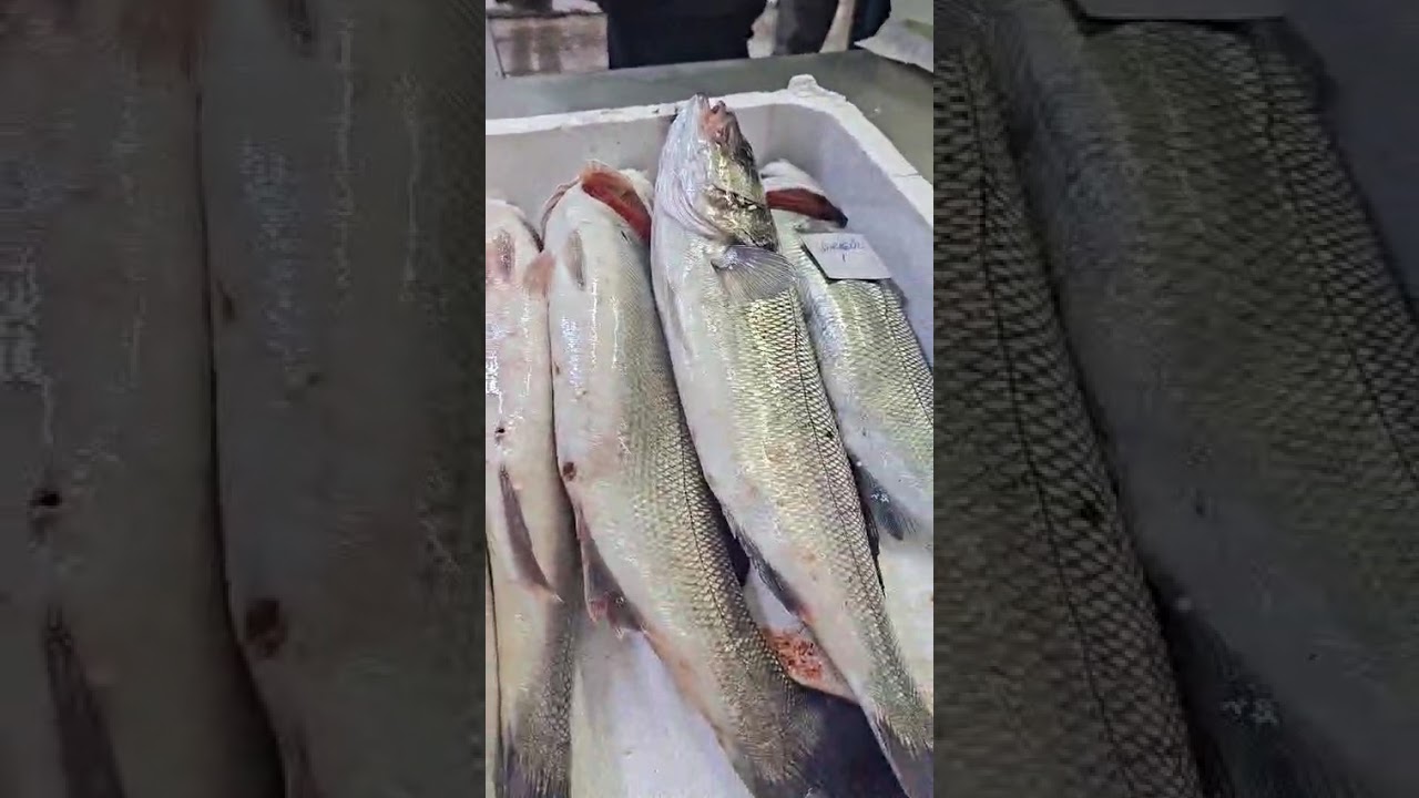 Mavişehir  21 Ocak Çarşamba 2026 