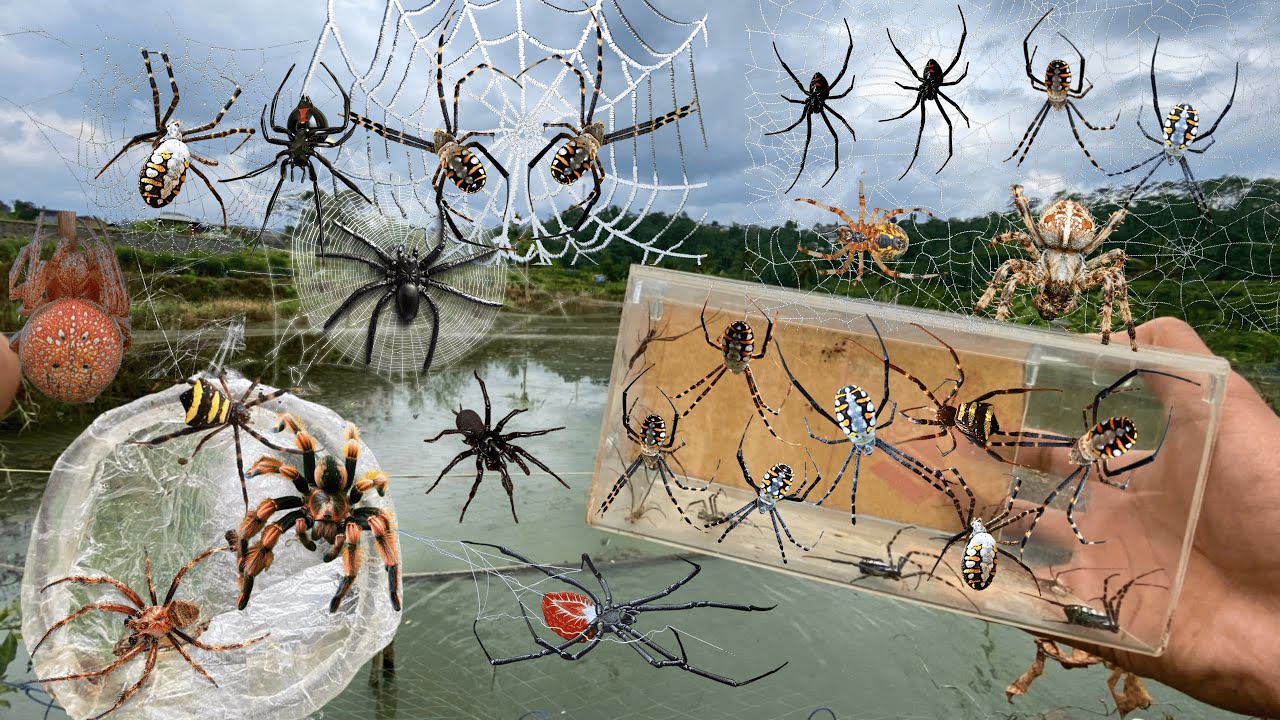 Top Spider Hunting In the Pool !! Weaver Golden Spider,Daddy long leg Spider, River Spider