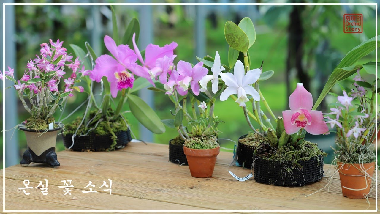 화이네 온실 꽃 소식~