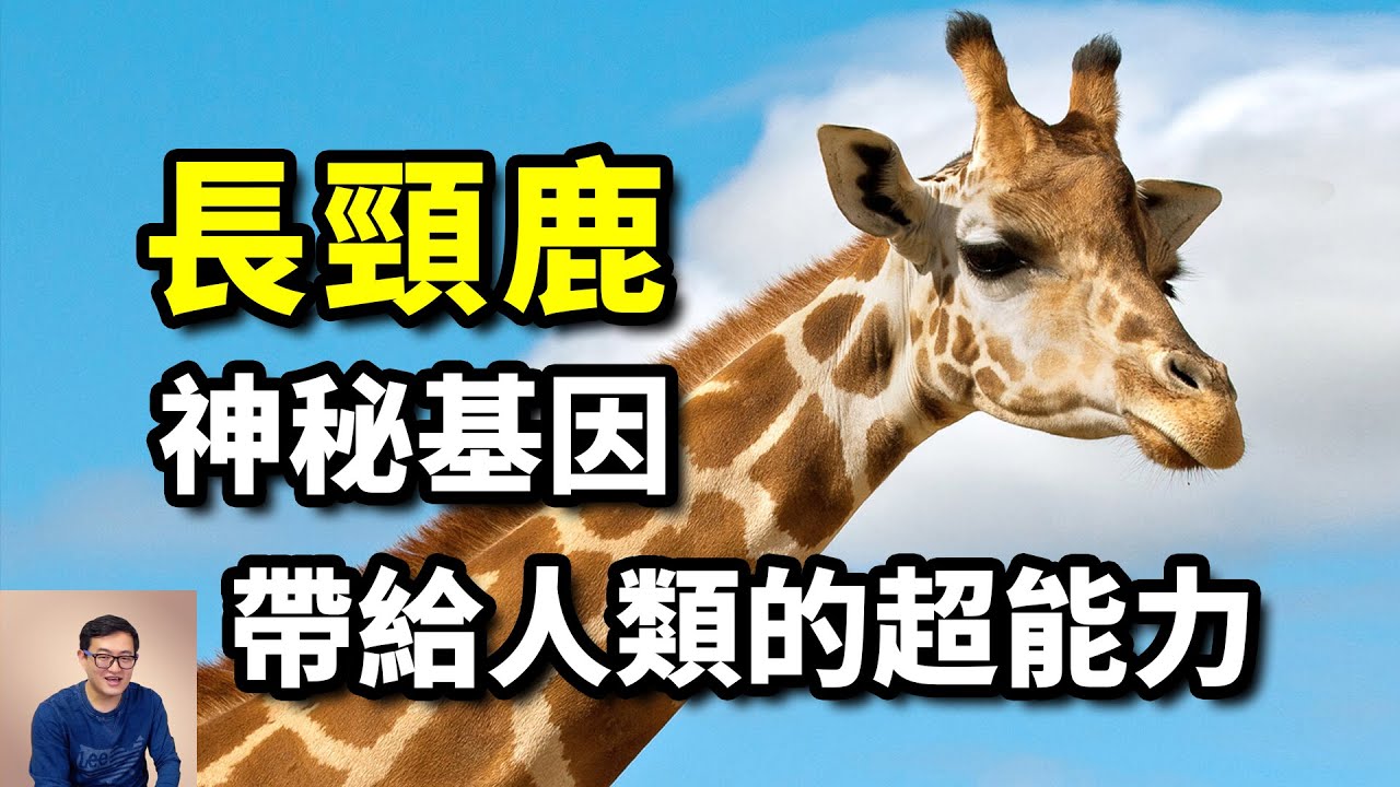 人類最想要的超能力，有兩個在長頸鹿基因裡，最新研究讓人浮想聯翩，演化之謎的最佳證據【老肉雜談】#動物 #非洲 #長頸鹿 #giraffe