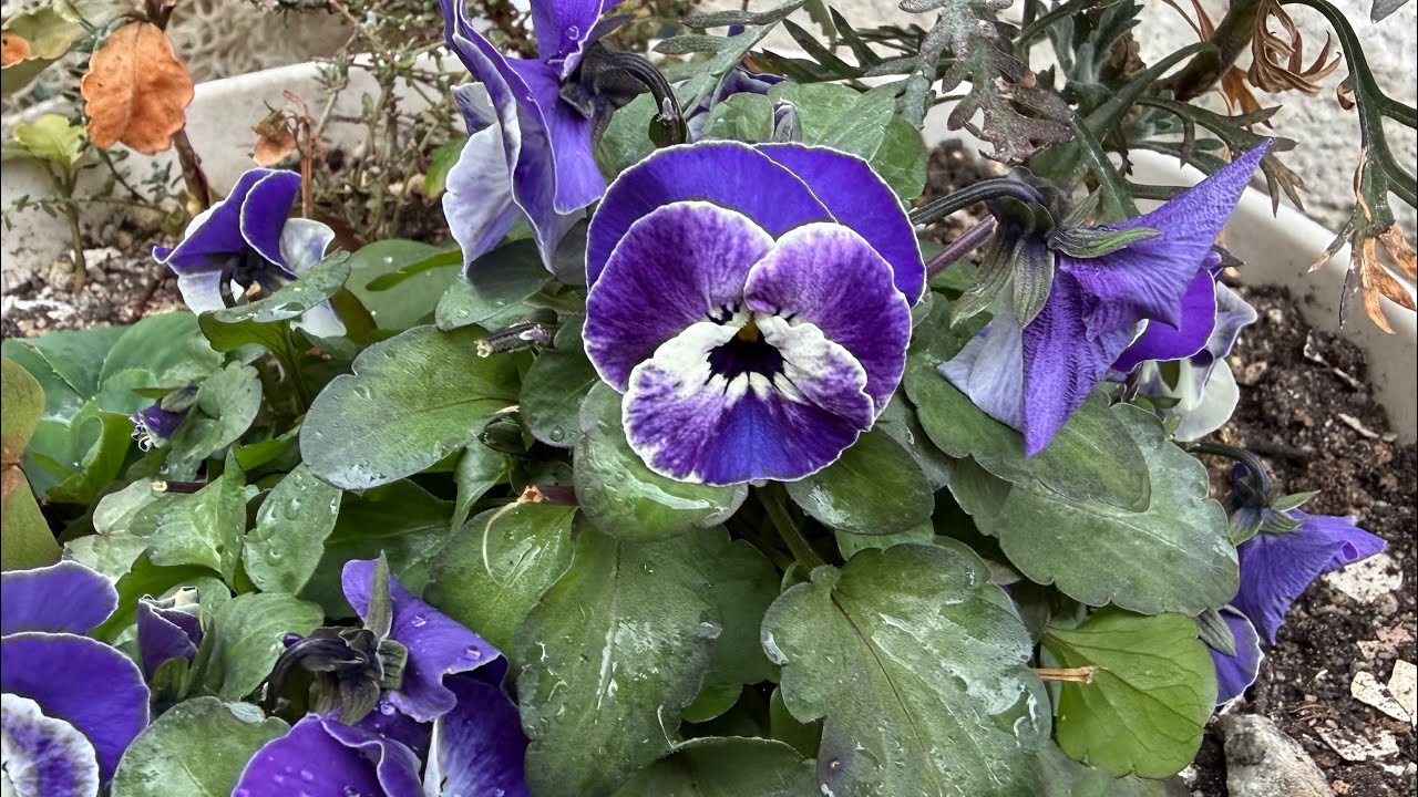 2026/2/25(水)14:01雨。ビオラ〜菜の花〜ビオラ