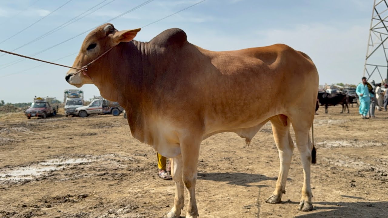 2 April 2026 Qurbani 2026 ka bahtareen mall | bachra Mandi Mohammad Pur Dera Ghazi Khan #bachra