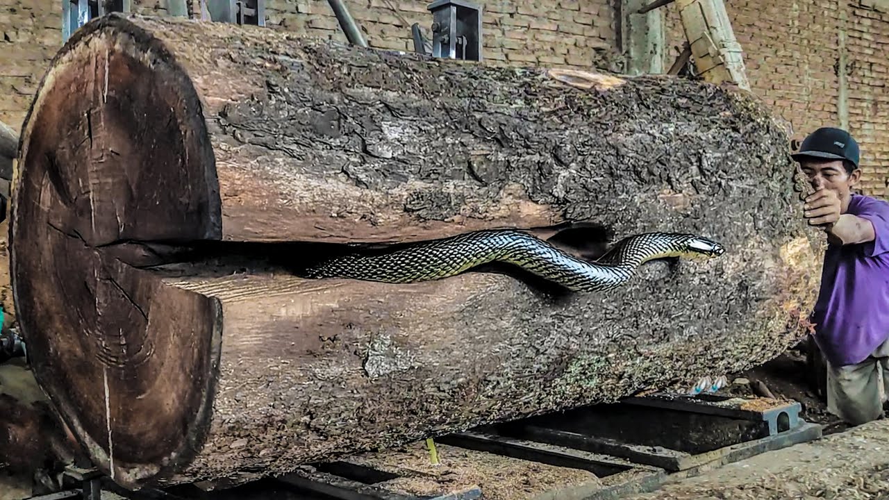 The Art of Sawmilling Trembesi Wood  San Francisco's Hidden Gem