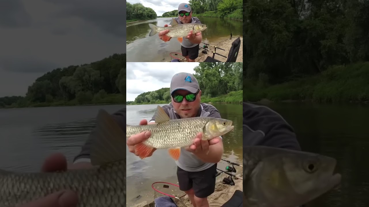 Agresywne branie odrzańskiego klenia 🎣💥 #odra #kleń #feeder #feenyx #italica