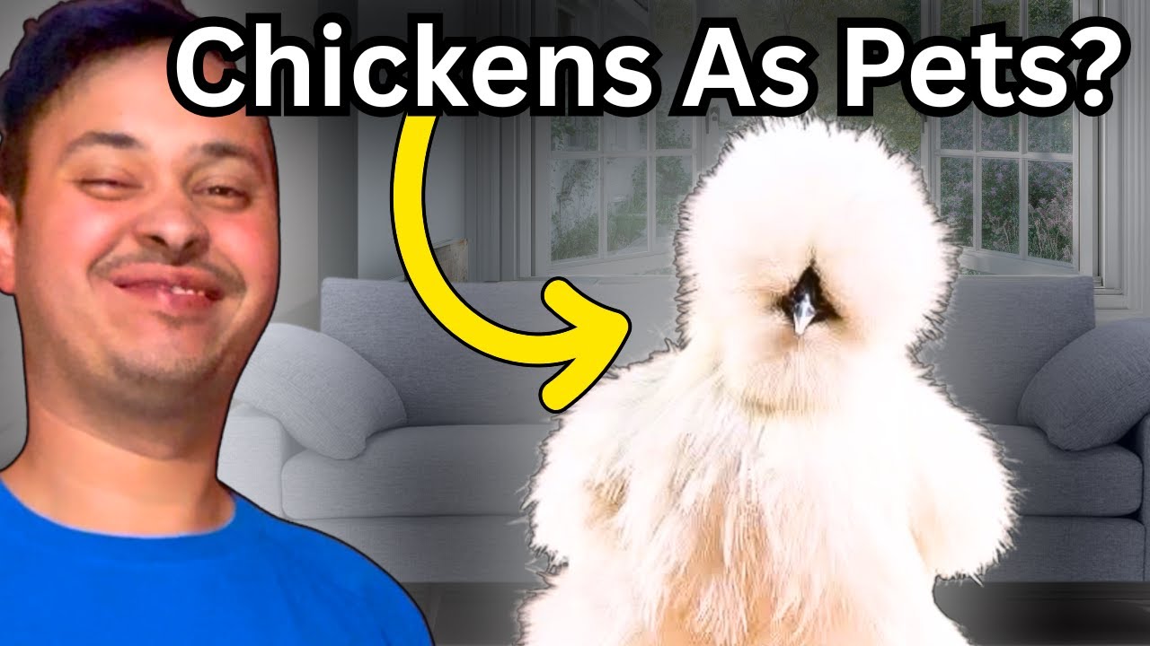 Why Silkies Are The Best Pet Chicken Breed