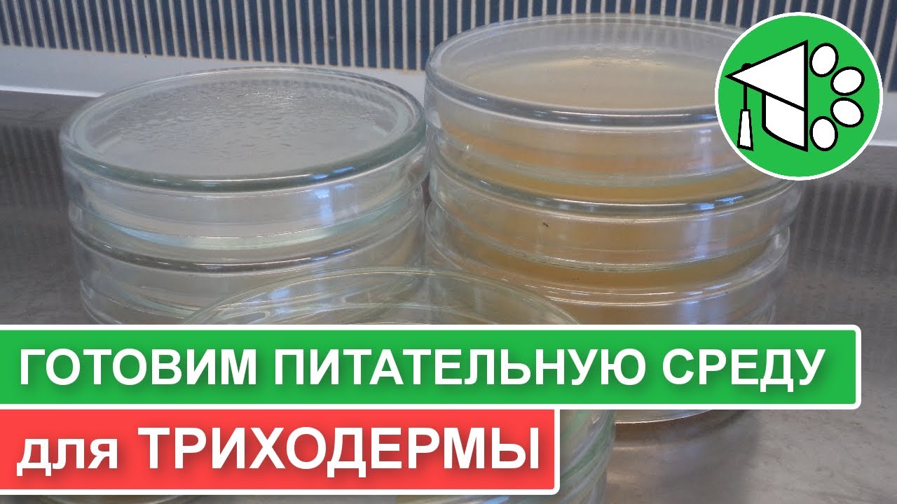 Триходерма и сенная палочка своими руками | Питательные среды для размножения биопрепаратов