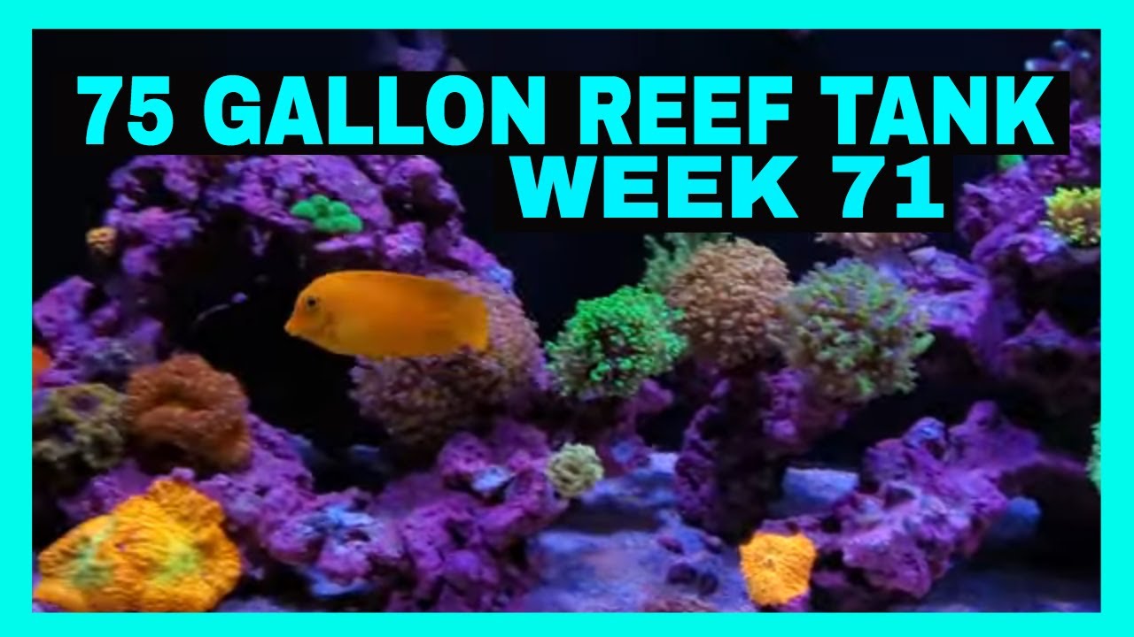 75 Gallon Reef Tank - Coral And Fish - February 2020 Update
