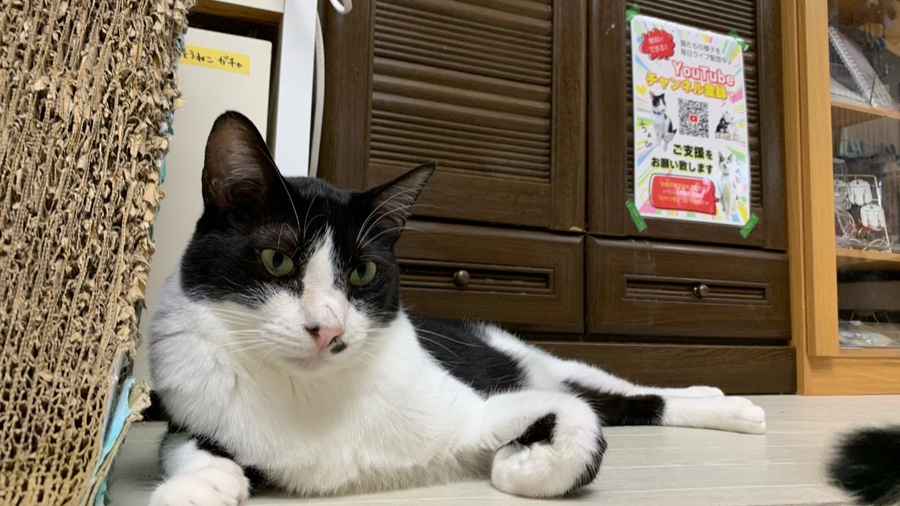 夜の保護猫ハウス　Saved Cats’ House “Shinshu-Nekobiyori” at night