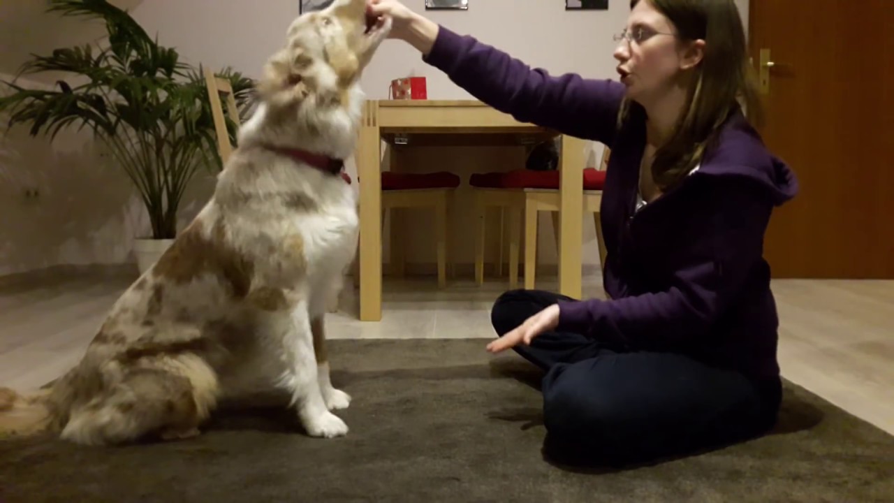 Hundetrick: Hund Nicken beibringen | Hund sagt Ja | Hund lernt Nicken