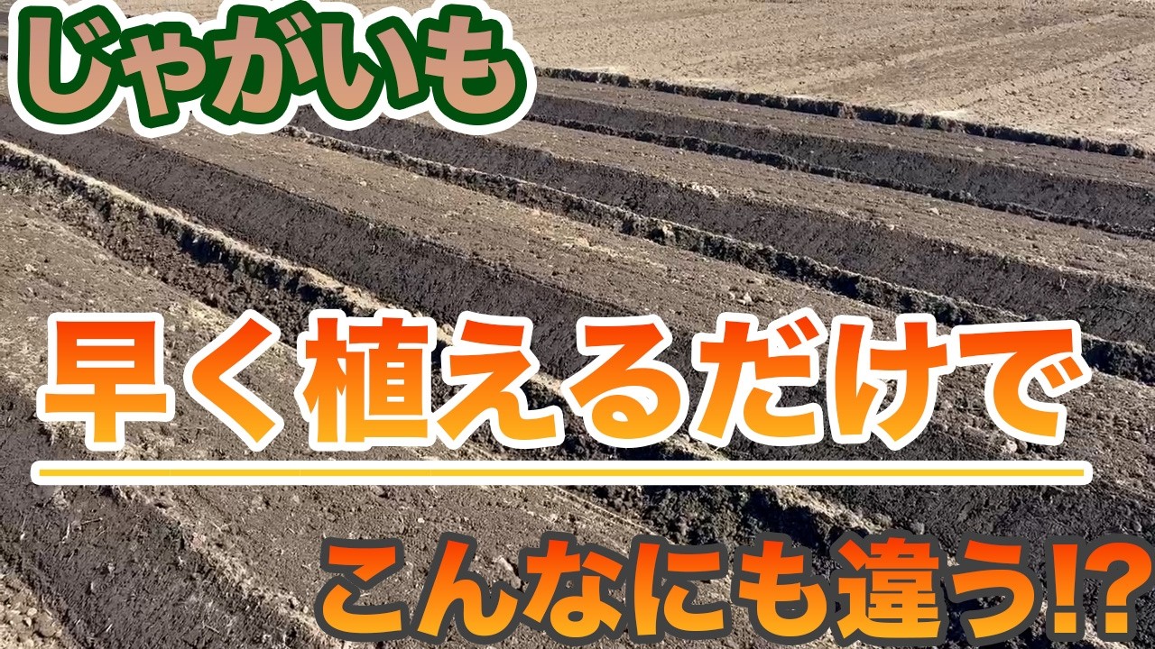 【じゃがいも】早く植えるだけでこれだけ違います。。！