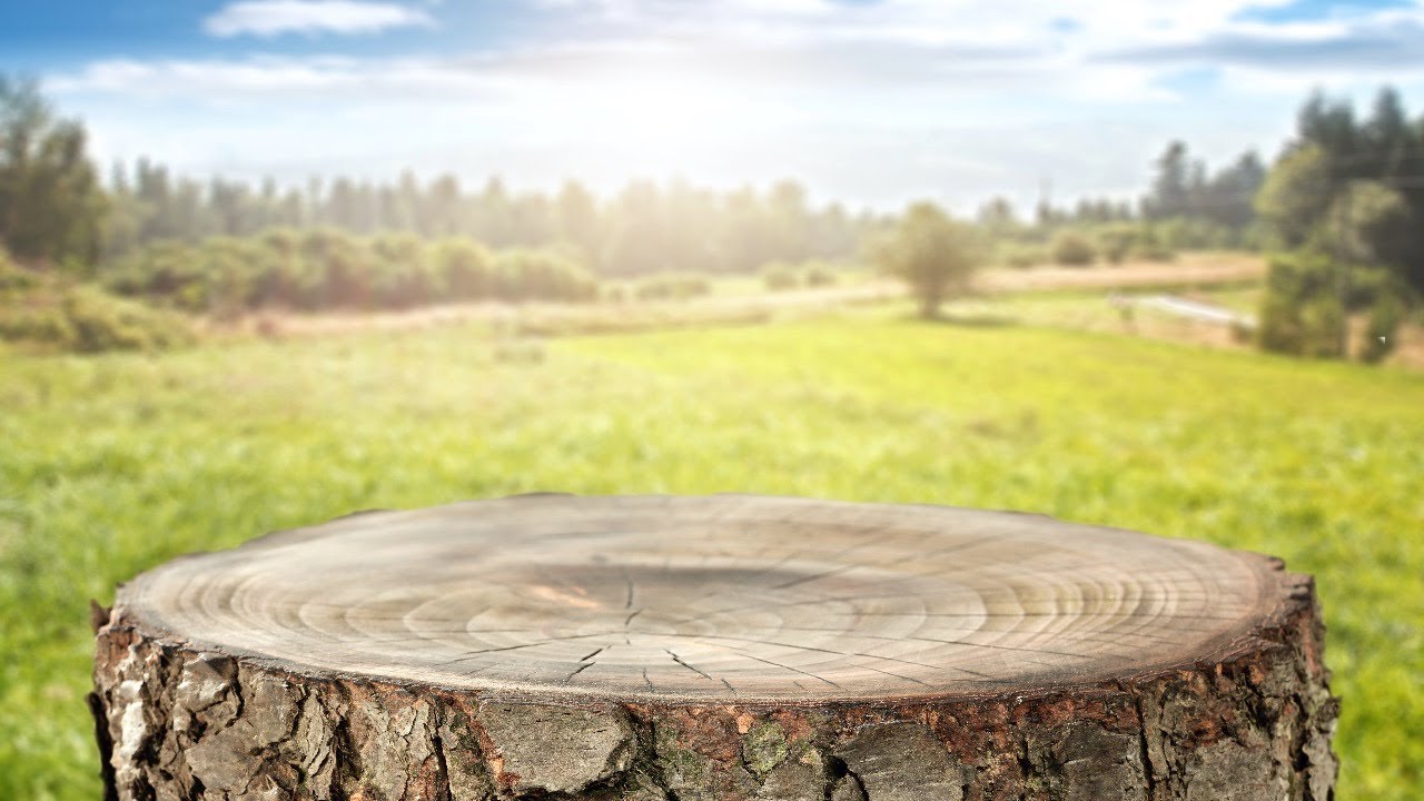 L'&acirc;ge de la cr&eacute;ation et la dendrochronologie