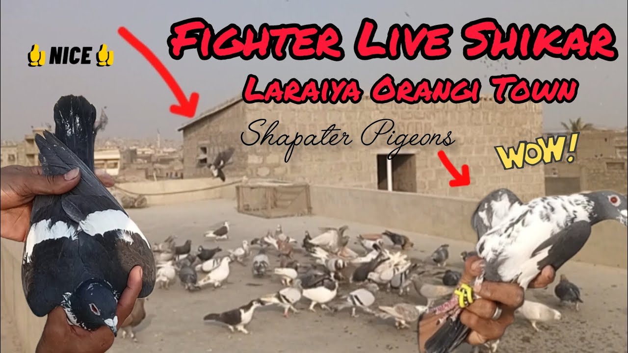 Live Shikar Kala Bura Gandedar 😍 || Shok For Shapater Pigeons