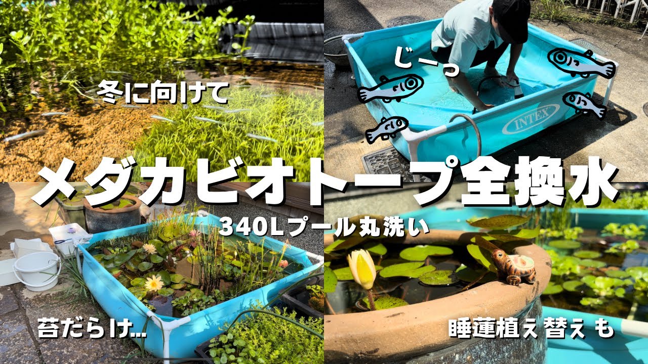 【メダカプール】1日掛かりで丸洗い！睡蓮植え替えも