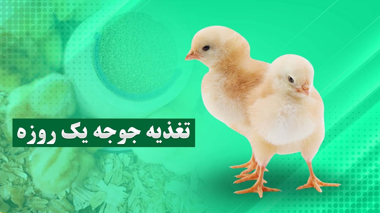 بهترین غذای جوجه یک روزه چیست ؟ | تغذیه جوجه مرغ در خانه