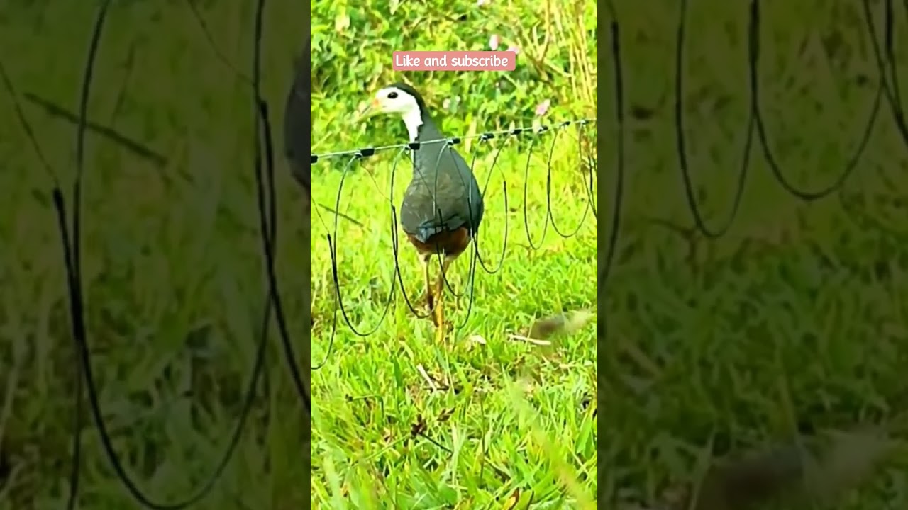 Terlijat jelas saat ruak ruak ini terkena jerat racik.Mantap  😁 