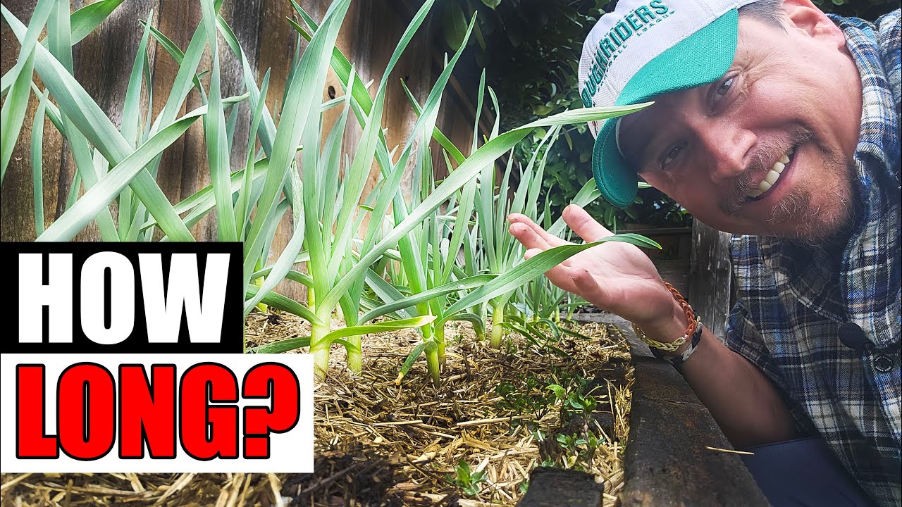 How Long Does Garlic Take To Grow?