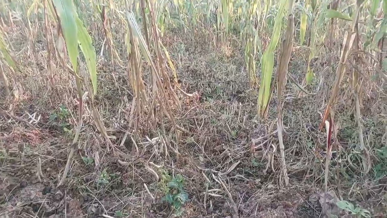 गाउँघरको छोटो मिठो जानकारी पस्कने कोसिस गरेको छु। सबैजनाले हेरेर साथ दिनुहोला। धन्यवाद 🙏🙏💖💖🎉👏