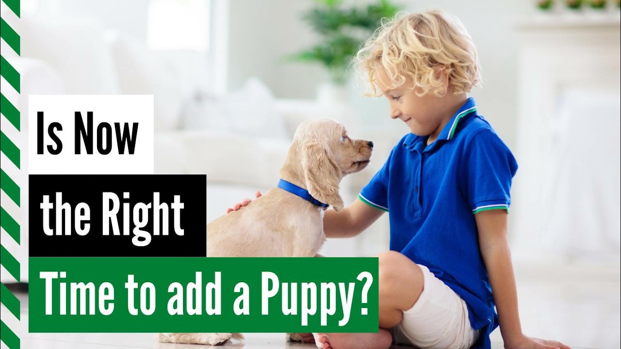 Is Now the Right Time to Add a Puppy?