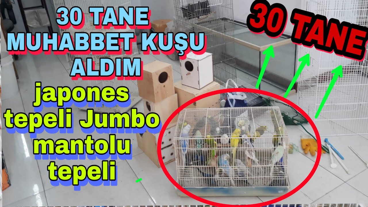30 TANE MUHABBET KUŞU ALDIM ( JAPONES, TEPELİ JUMBO, MANTOLU, VB )