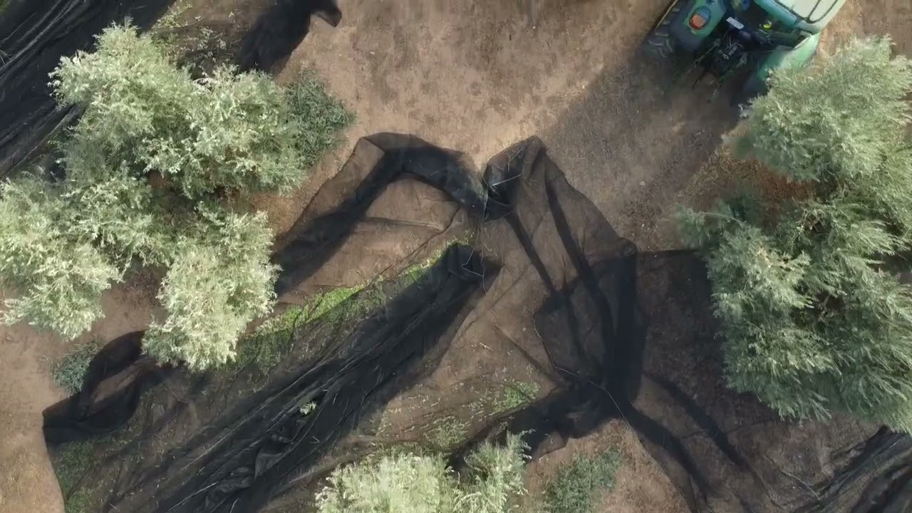 Recolección aceituna verde campaña 2022